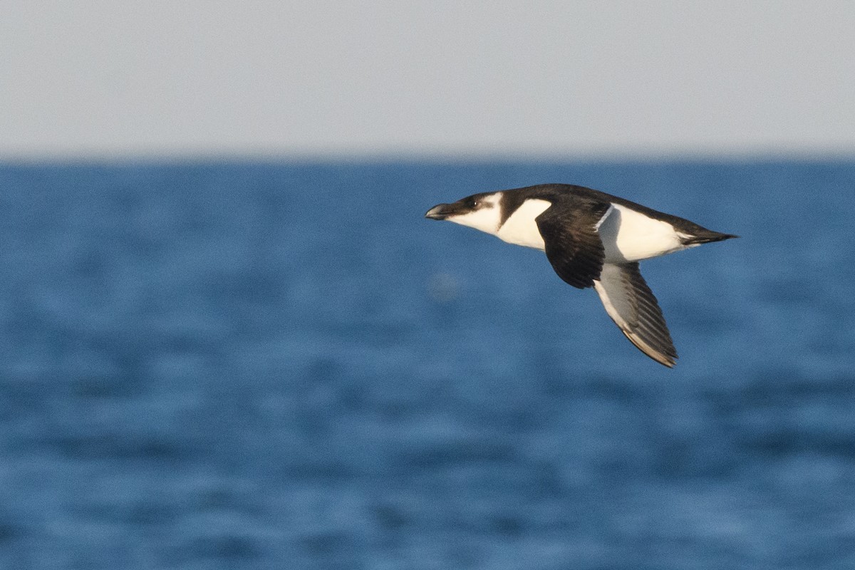 Razorbill - ML633370270