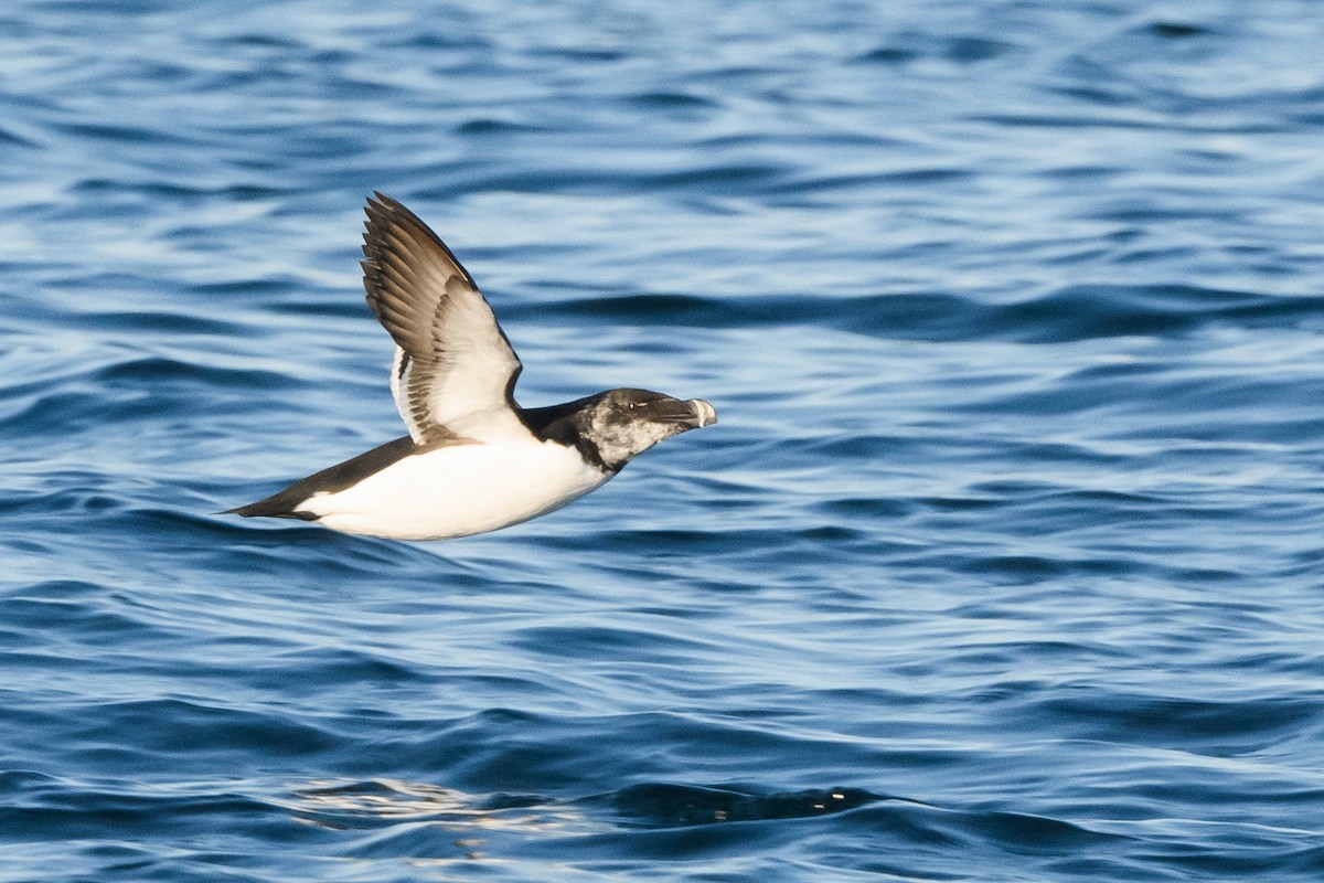 Razorbill - ML633370271