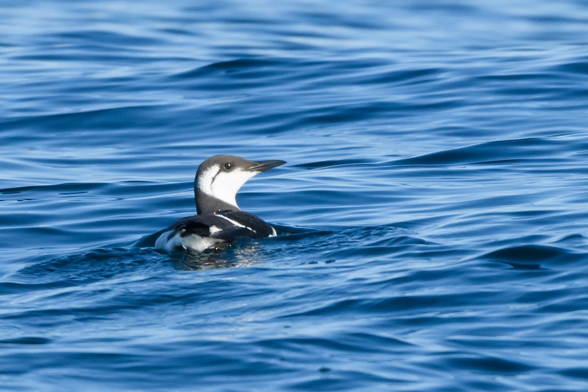 Common Murre - ML633370276