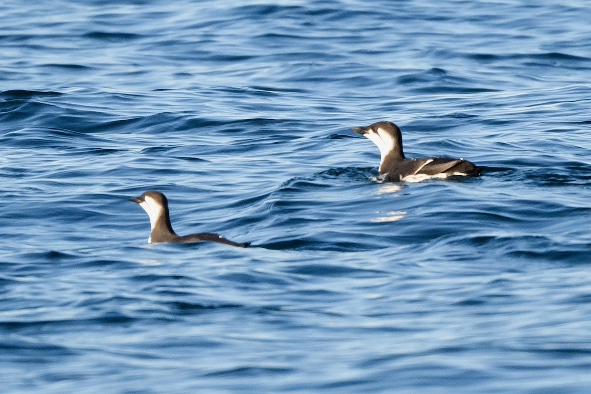 Common Murre - ML633370277