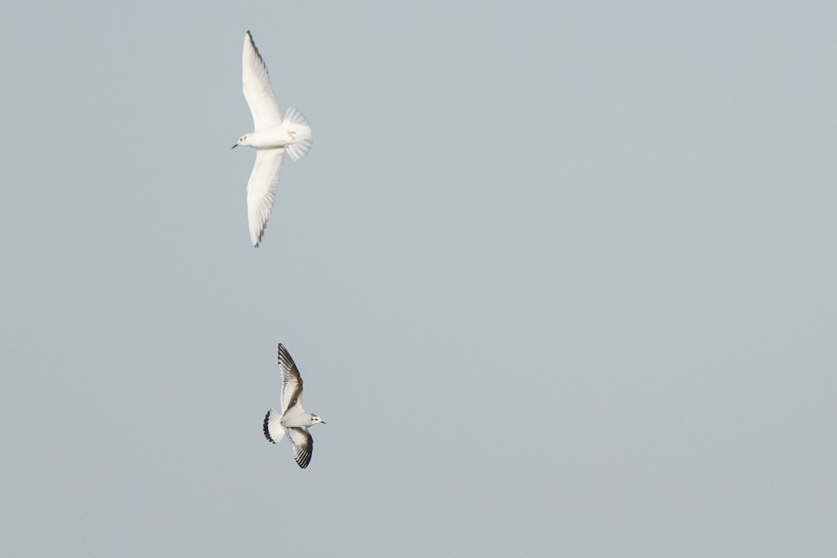 Little Gull - ML633370281