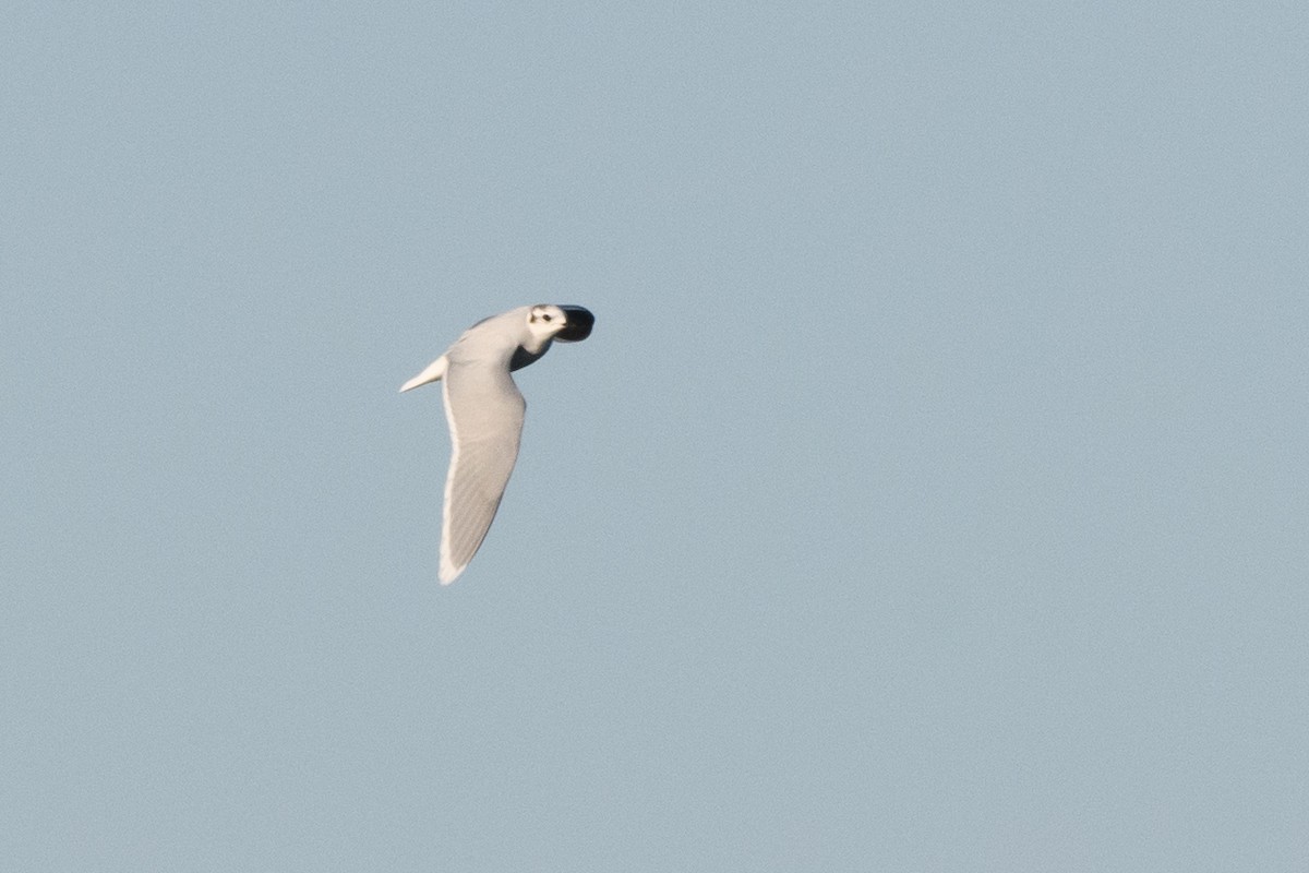 Little Gull - ML633370282