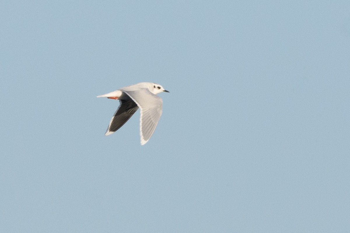 Little Gull - ML633370283