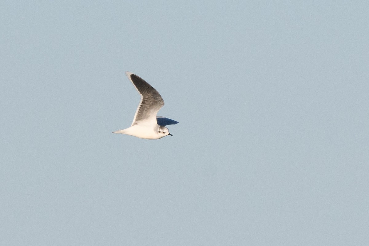 Little Gull - ML633370284