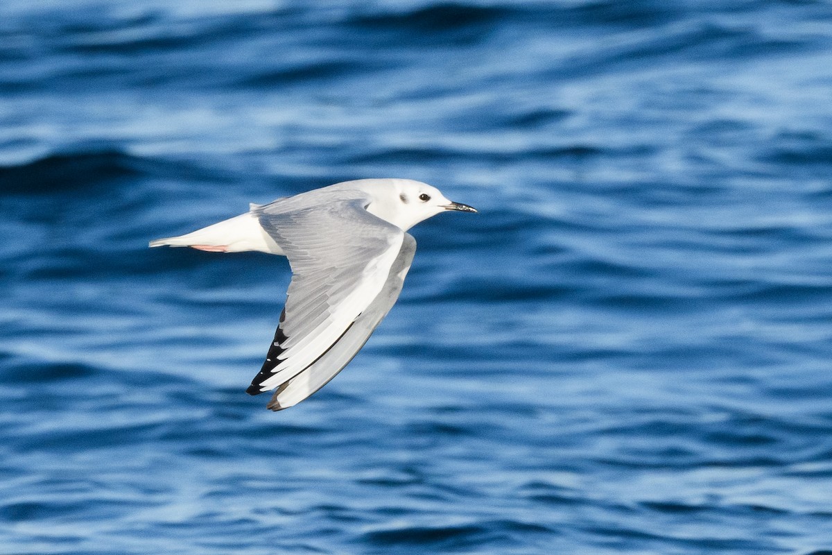 Bonaparte's Gull - ML633370288