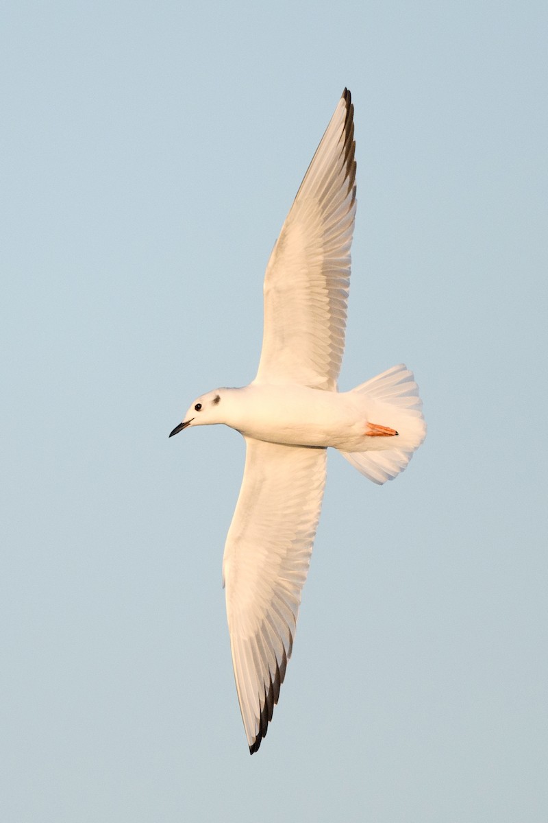 Bonaparte's Gull - ML633370289