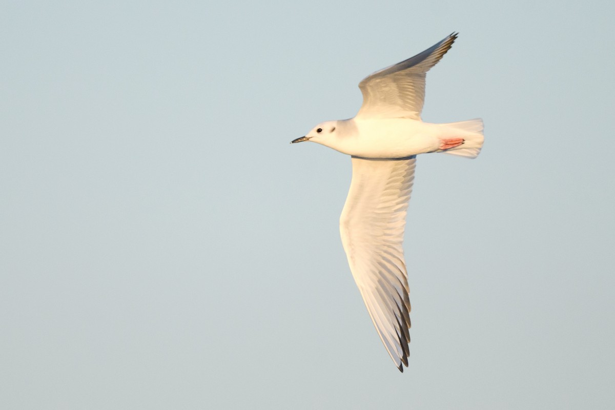 Bonaparte's Gull - ML633370290