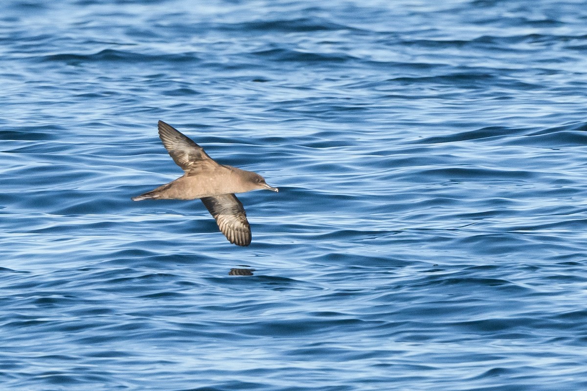 Sooty Shearwater - ML633370298