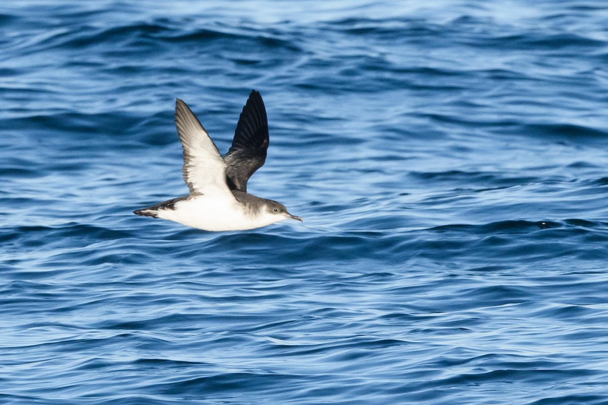 Manx Shearwater - ML633370300
