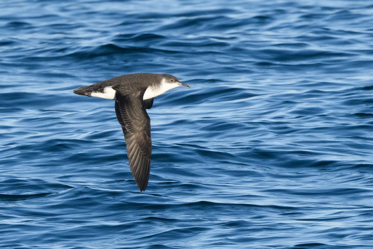 Manx Shearwater - ML633370301