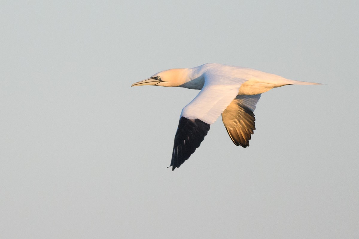 Northern Gannet - ML633370317