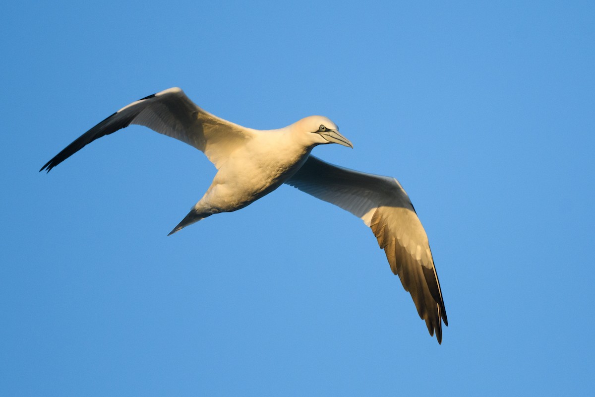 Northern Gannet - ML633370318