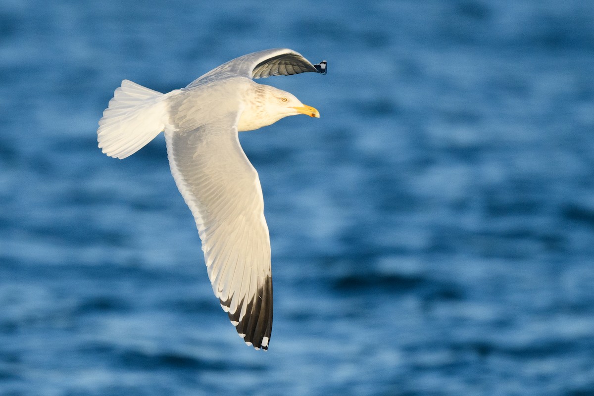 American Herring Gull - ML633370328