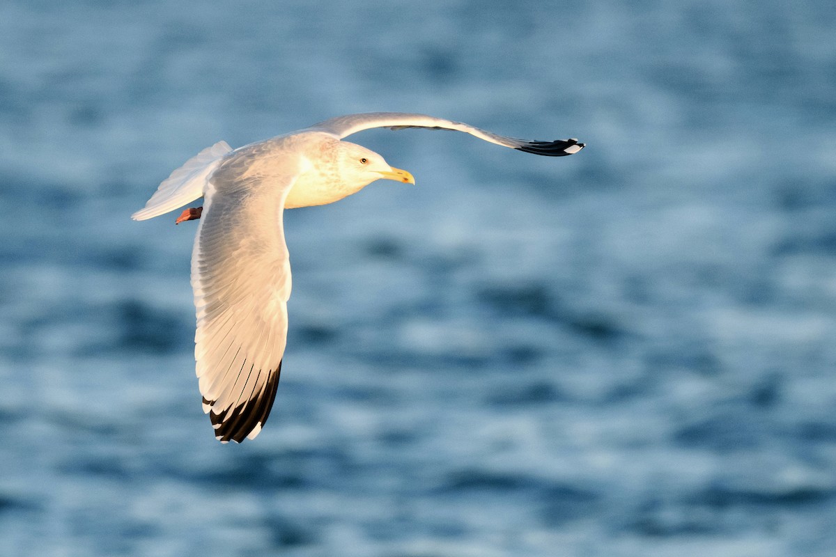 American Herring Gull - ML633370329