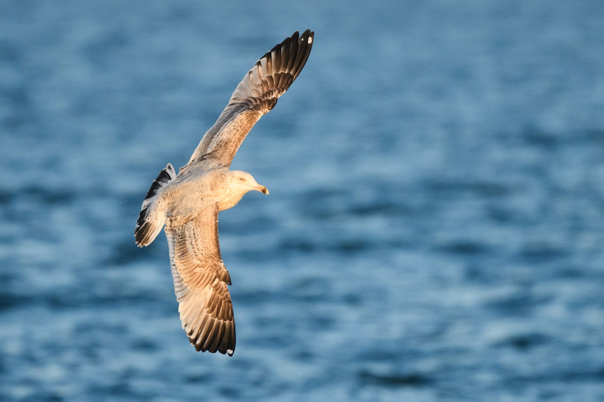 American Herring Gull - ML633370330