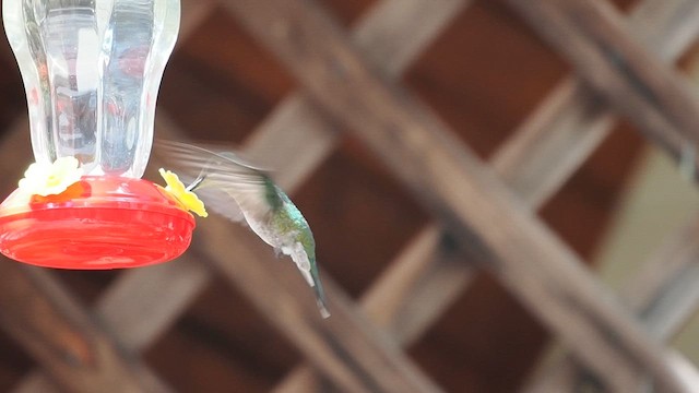 Rivoli's Hummingbird - ML633370363