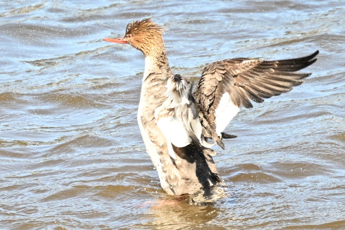 Сэвгэр бохио - ML633370372