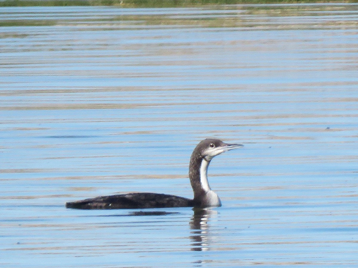 Pacific Loon - ML633370425