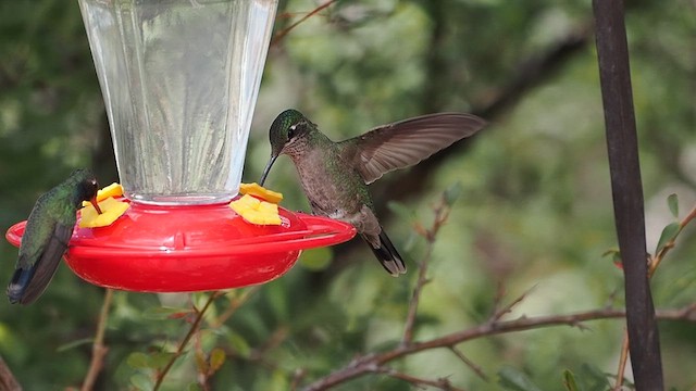 Rivoli's Hummingbird - ML633370455