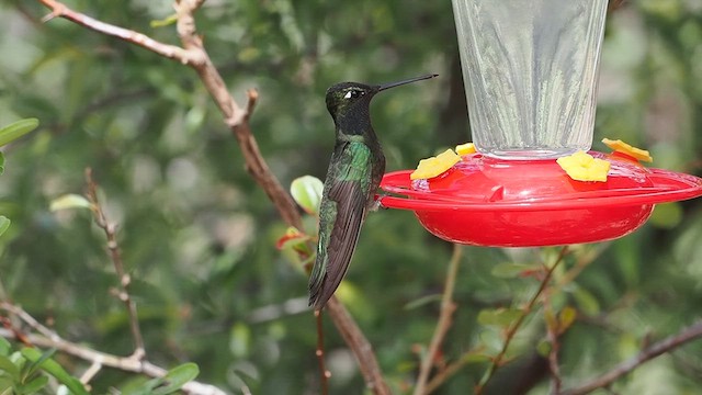 Rivoli's Hummingbird - ML633370488