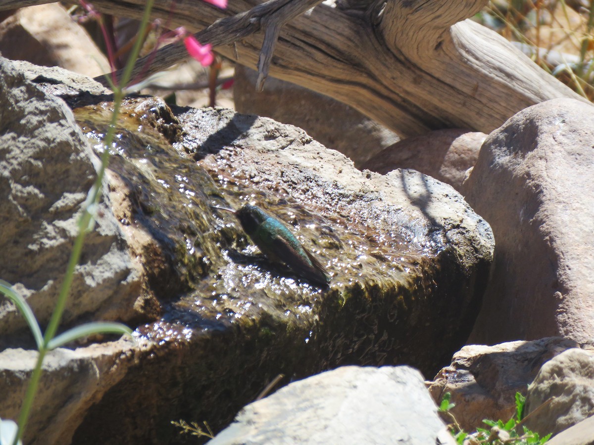 hummingbird sp. - ML633370546