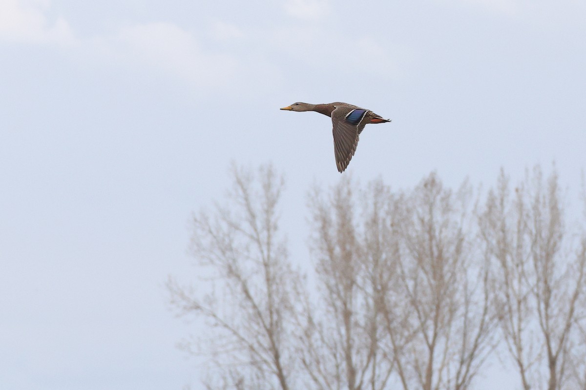 Mexican Duck - ML633370549