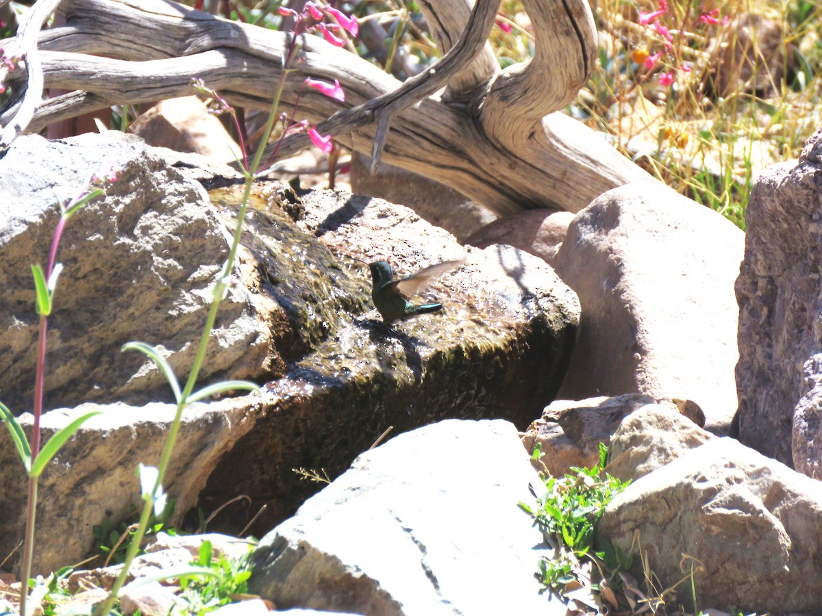 hummingbird sp. - ML633370560