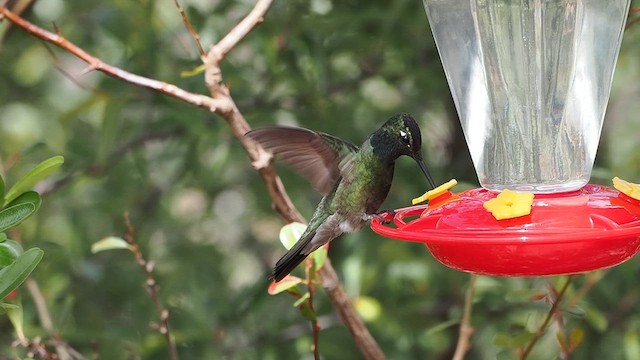 Rivoli's Hummingbird - ML633370561