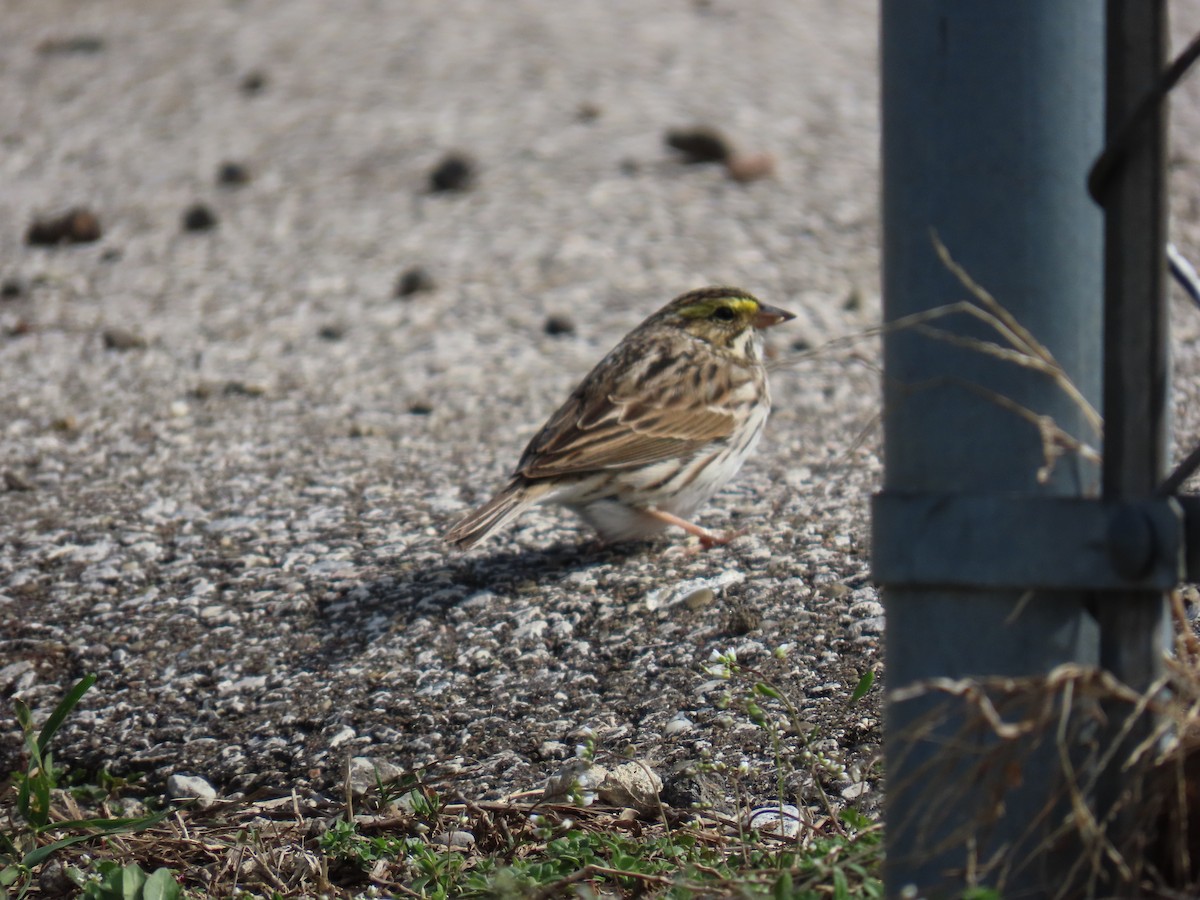 Savannah Sparrow - ML633370562