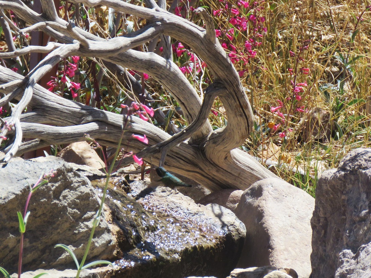 hummingbird sp. - ML633370563