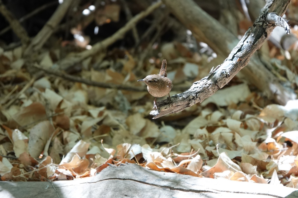 フユミソサザイ - ML633370576