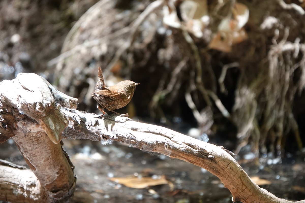 フユミソサザイ - ML633370577