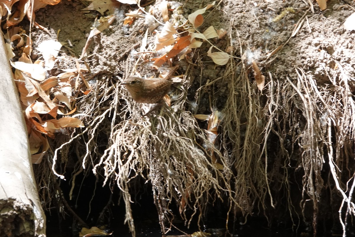 フユミソサザイ - ML633370578