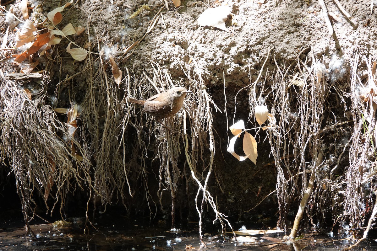 フユミソサザイ - ML633370579