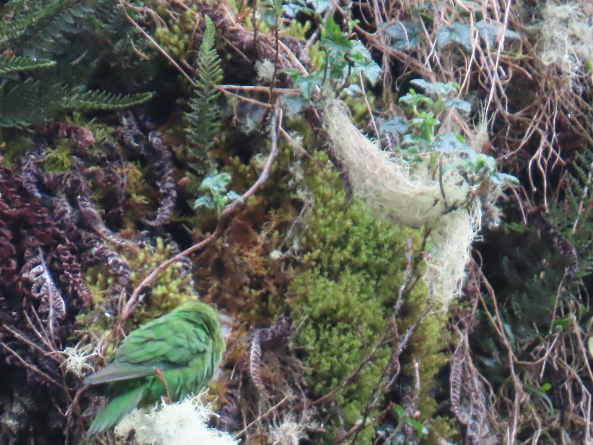 Rufous-fronted Parakeet - ML633370581