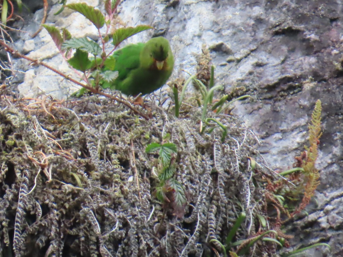 Rufous-fronted Parakeet - ML633370583