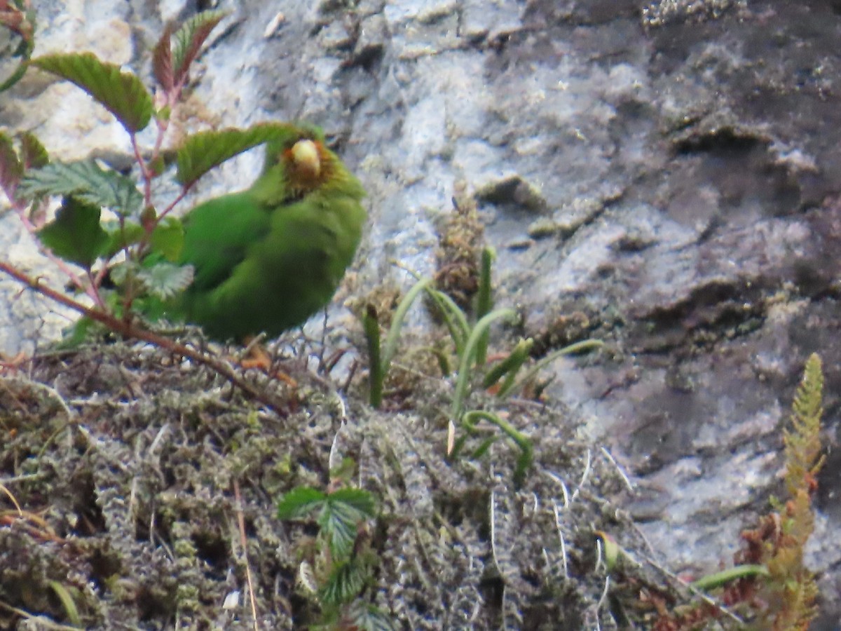 Rufous-fronted Parakeet - ML633370584