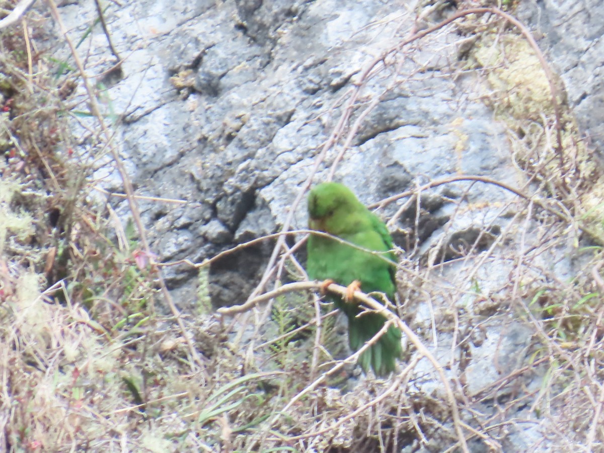 Rufous-fronted Parakeet - ML633370587