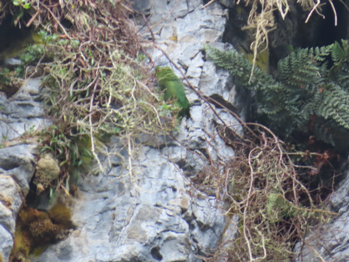 Rufous-fronted Parakeet - ML633370588