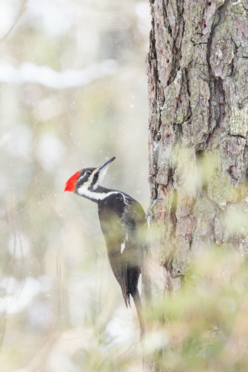 Pileated Woodpecker - ML633370607