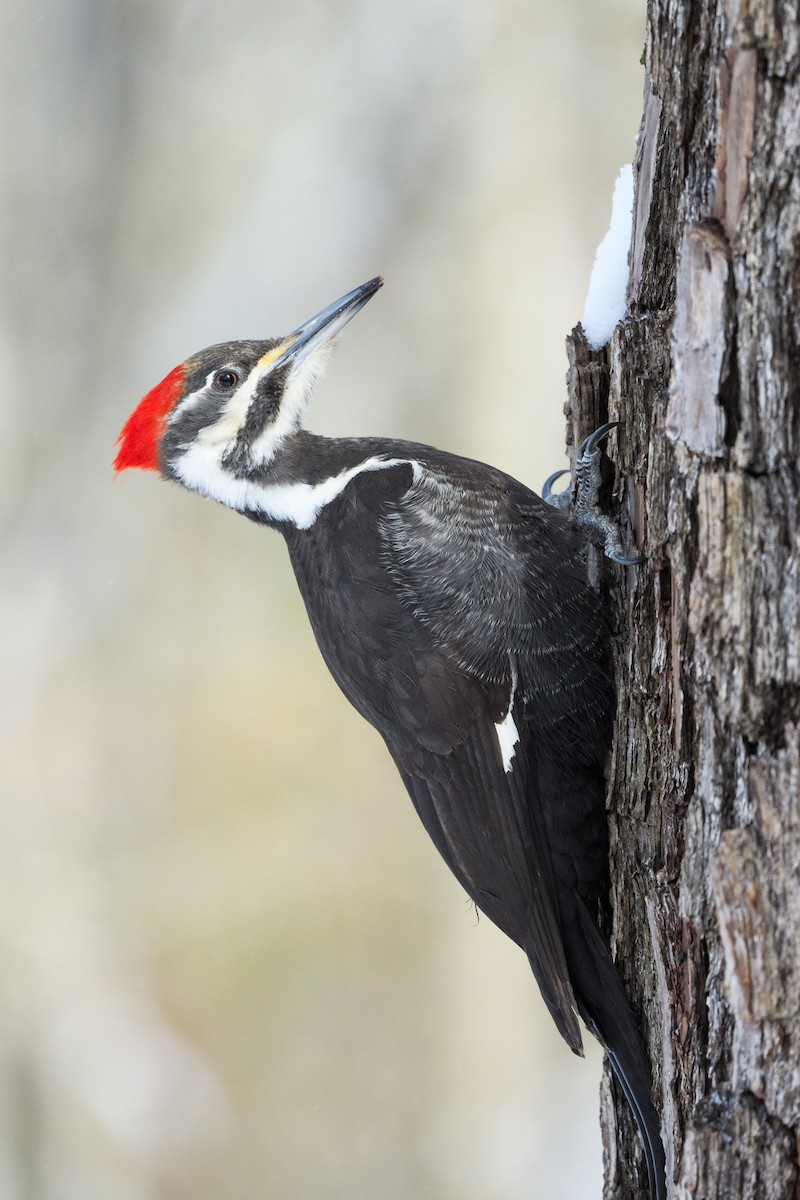 Pileated Woodpecker - ML633370610