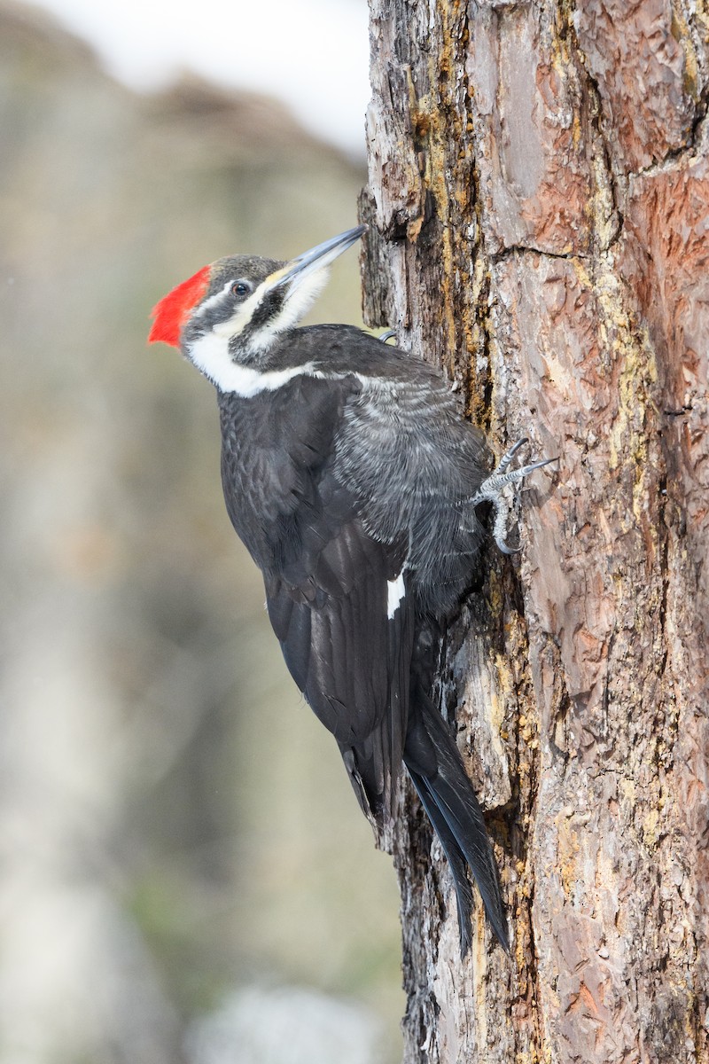 Pileated Woodpecker - ML633370612