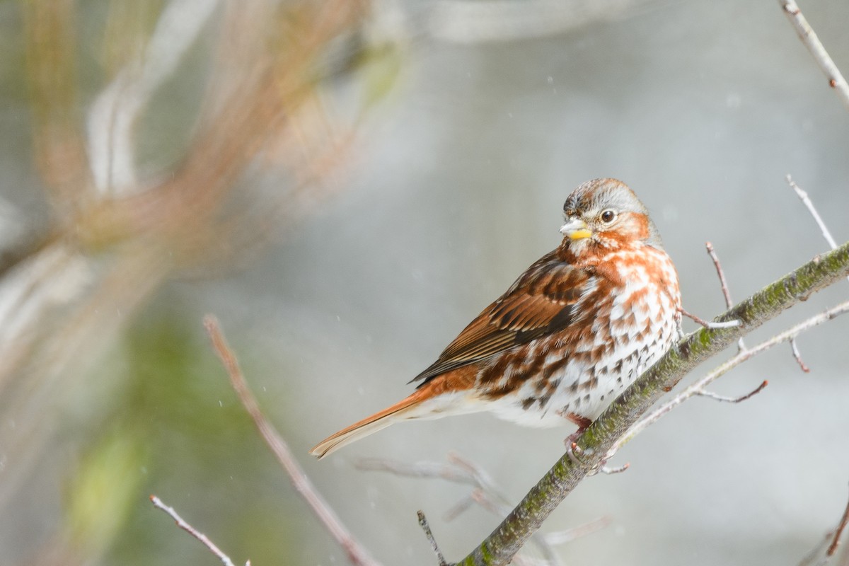 Fox Sparrow - ML633370616