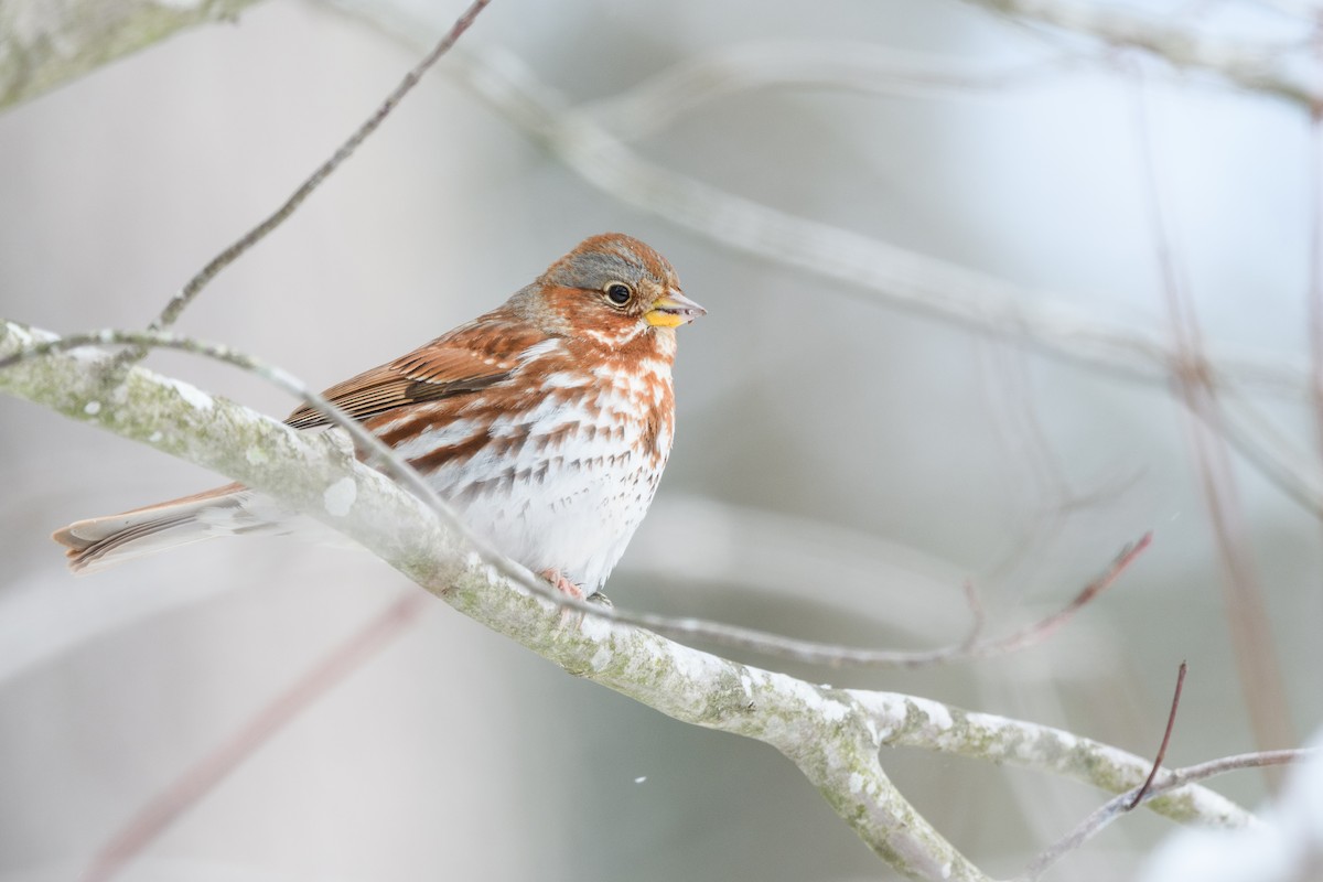 Fox Sparrow - ML633370617