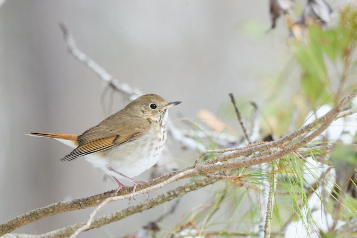 Hermit Thrush - ML633370619