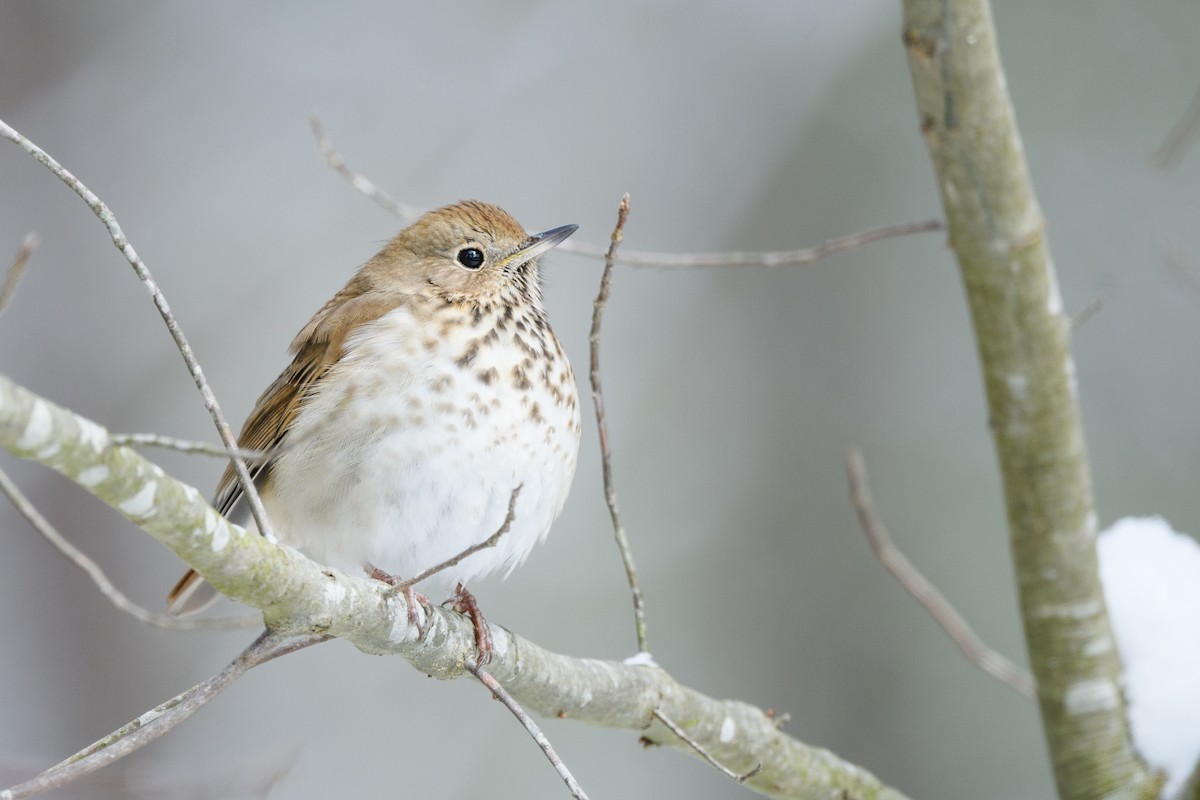 Hermit Thrush - ML633370620