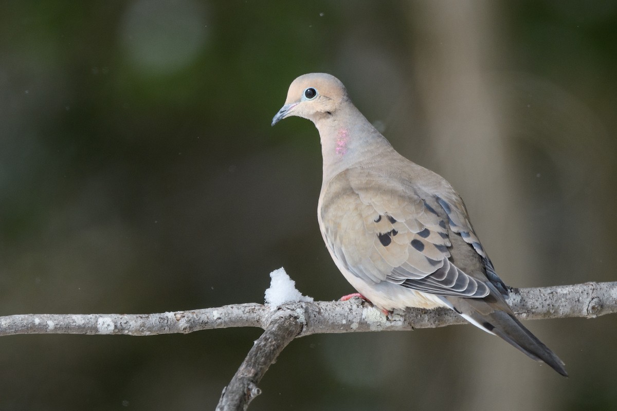 Mourning Dove - ML633370657