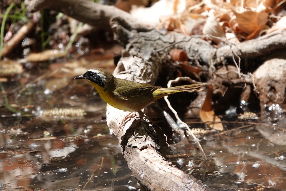 Common Yellowthroat - ML633370658