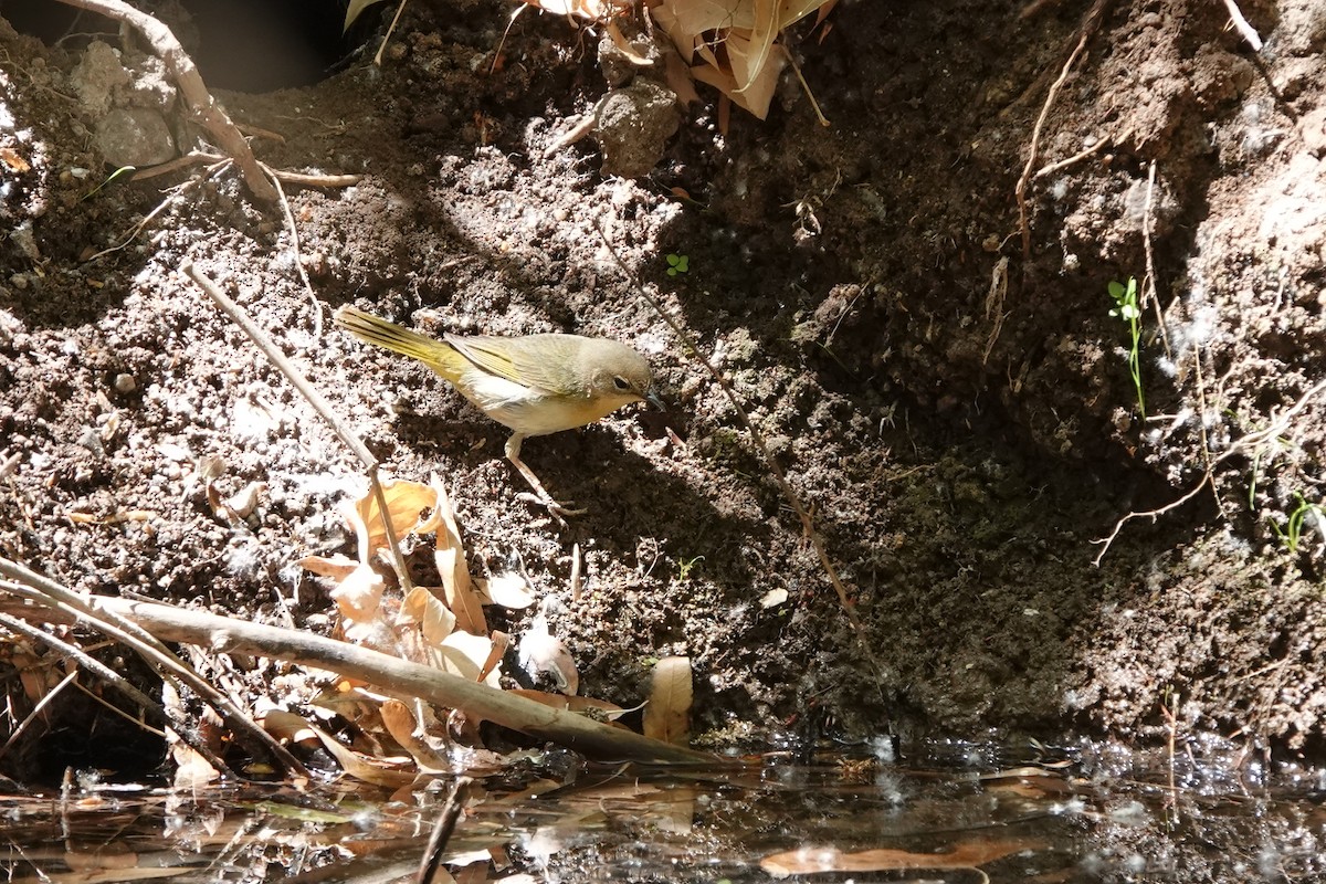 Common Yellowthroat - ML633370659