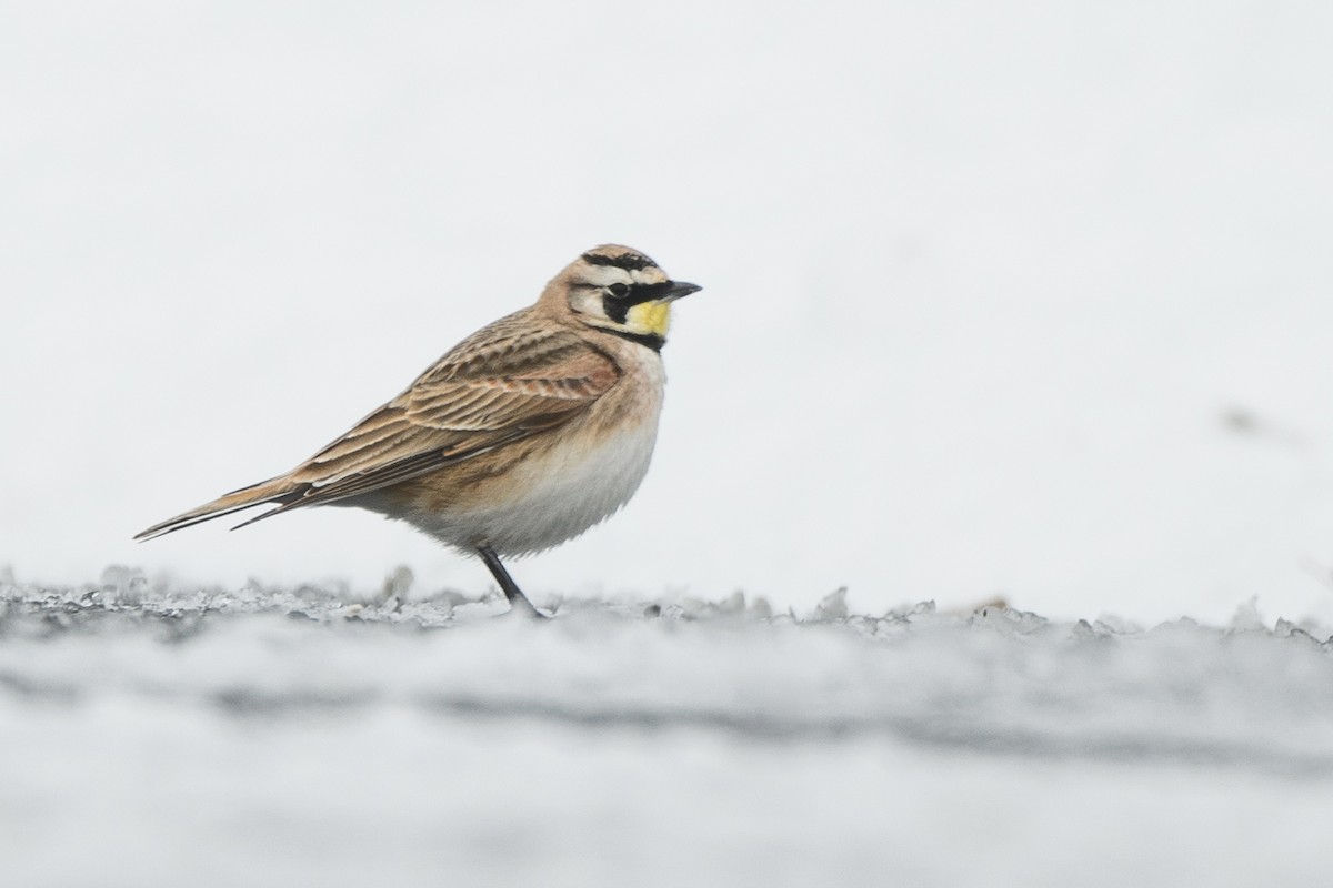 Horned Lark - ML633370696